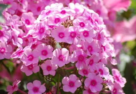 Pink phlox - flowers, pink, summer, phlox