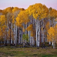 Birch Forest in Fall