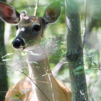 Beautiful Deer Profile