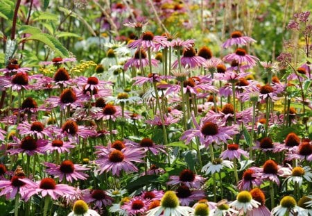 Coneflower field