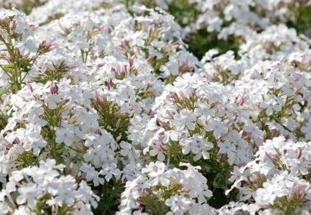 White phlox heaven - flowers, white, summer, garden, phlox