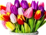 Tulips with different colors