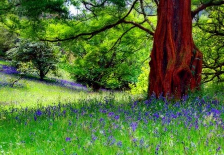 Forest freshness - greenery, trees, branches, beautiful, grass, meadow, forest, lovely, freshness, flowers, nature, green, nice, park