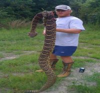 Rattle Snake killed in coleman, texas