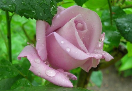 LILAC ROSE - roses, gardens, pinks, beauty, rosebud, perfection