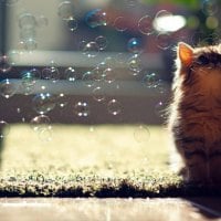 KITTY BUBBLES