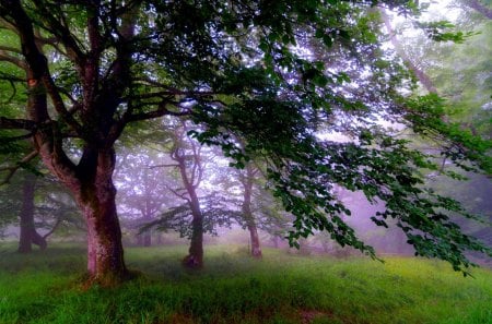 MISTY FOREST - morning, nature, wood, mist