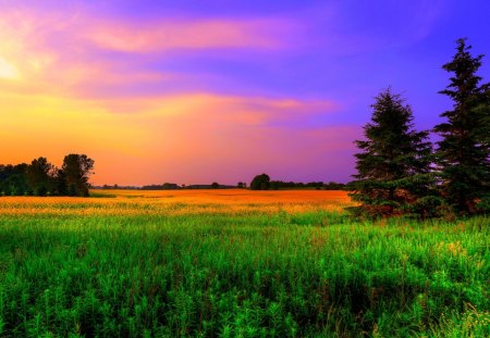 COLORS of NATURE - sky, trees, colors, field, grass