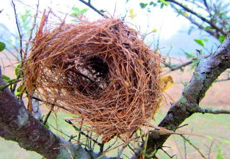 Bird's nest - nest, tree, mountain, bird