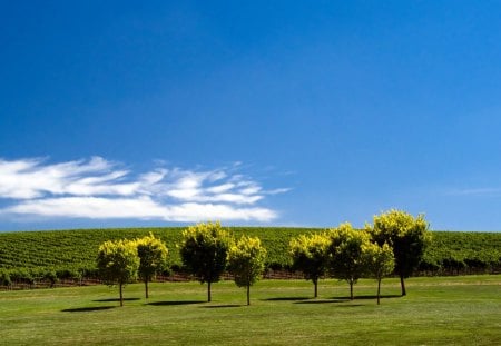 NICE GREEN NATURE - hd, nature, trees, wallpaper, tree