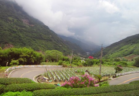 Scenery - flowers, scenery, cloud, tea tree, mountain, red bridge