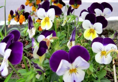 Colorful Pancy - pretty, colorful, viola tricolor, pancy