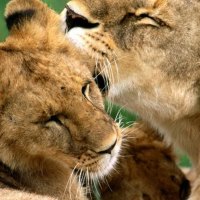 Lion love