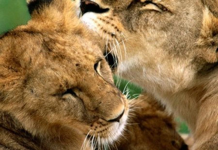 Lion love - animal, love, lion, wild