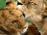 Lion love