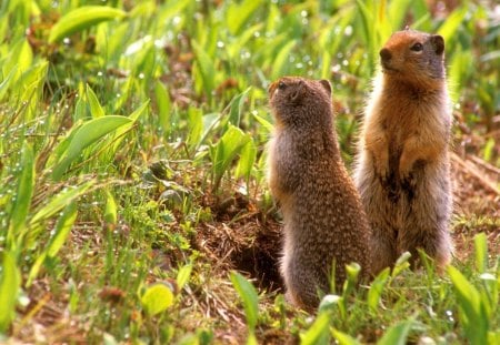 Rodents - animal, nature, rodent, grass