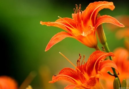 Flowers - orange, flower, nature, petal