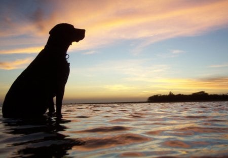 CACHORRINHO - fauna, animal, natureza, silhueta, mar