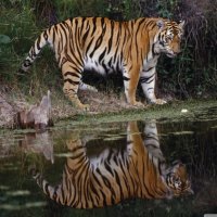 tigers looking at his reflection