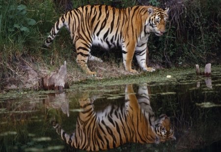 tigers looking at his reflection - grass, water, tiger, reflection