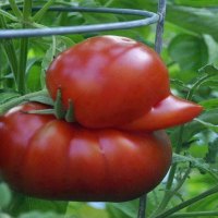 TOMATO DUCK