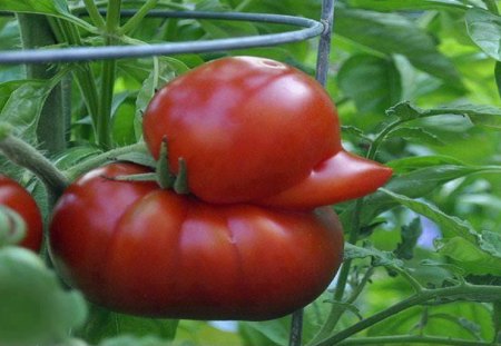 TOMATO DUCK