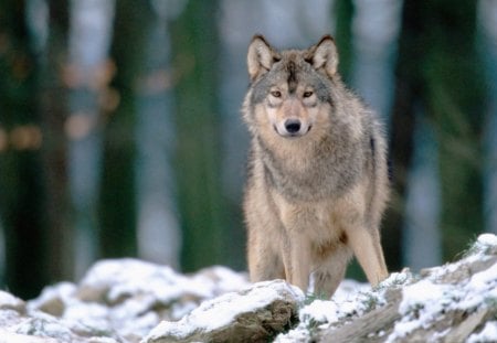 LOBO - neve, fauna, frio, animal, natureza