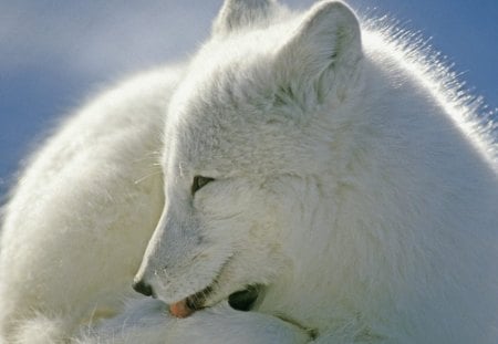 RAPOSA DO ARTICO - fauna, animal, natureza, branco, neve, frio