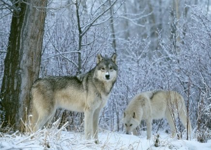 LOBOS DO ARTICO - fauna, animal, natureza, branco, neve, frio