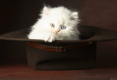 THE CAT IN THE HAT - fluffy, pets, persian, clothing, kittens, hats, cute, cats