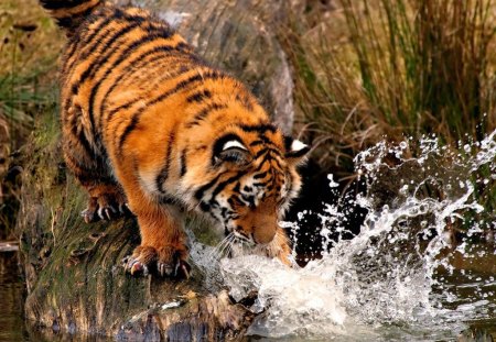 SOMETHING IN THE WATER - water, youngsters, rivers, streams, wilderness, splashes, cats, tigers, animals, wildlife