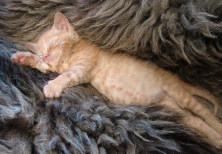 MY FAVOURITE KITTY - sleeping, innocence, warm and fuzzy, cats, kittens, pets, babies