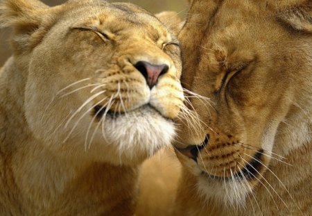 LOVING LIONS - felines, content, male, cats, photography, female, nature, loving, lions