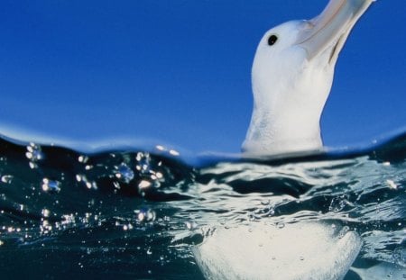 *** Albatross *** - white, water, albatros, blue