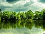 trees reflecting in water