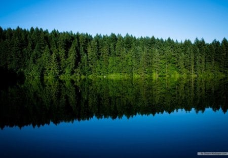 trees reflection - trees, water, nature, blue