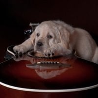 *** Sad Dog with Guitar ***