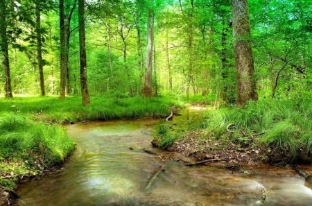 forest-stream - forests, trees, nature, rivers