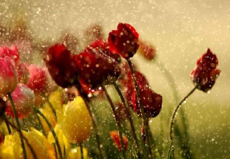 Tulips in drops - drops, petal, nature, tulip