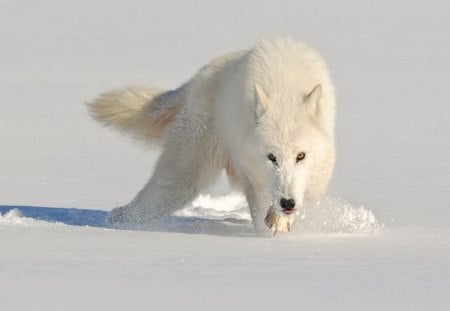 White hunter - white, wolf, winter, arctic, snow