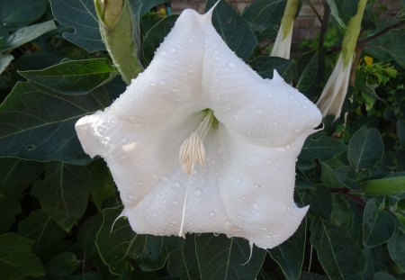 Night Blooming Jasmine - flowers, jasmine, night, blooming