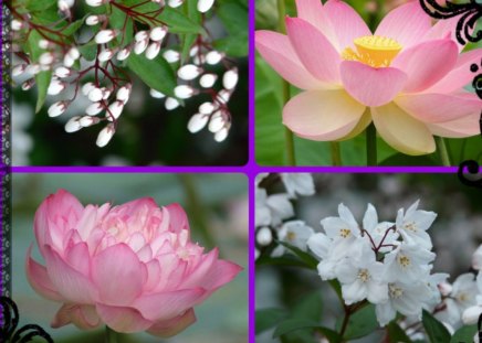 BLOSSOMS AND WATER LILIES - lilies, white, blossoms, pink