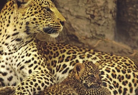 Jaguar and Cub - big cats, leopard, nature, cubs, jaguar, animals, wildlife