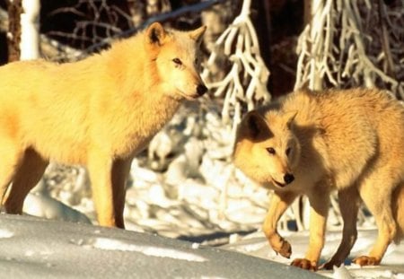 White Mates - grey wolf, pups, nature, snow, white wolf, animals, wildlife