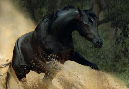 SAND RUNNER - fantasy, horses, black horses, stallions, sand, animals