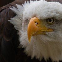 INTENSE BALD EAGLE