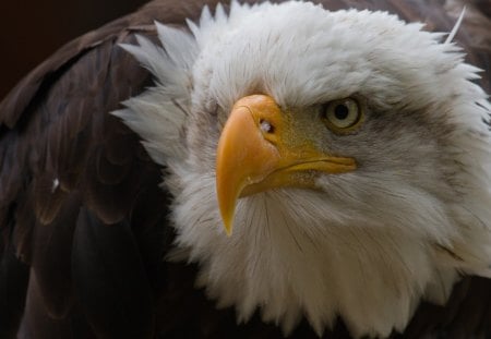 INTENSE BALD EAGLE - flying animals, birds, bald eagle, nature, animals, wildlife