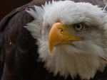 INTENSE BALD EAGLE