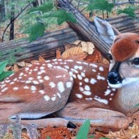 THE FAWN IN THE FOREST