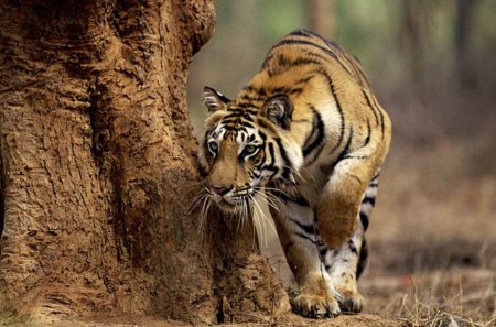 TIGER ON THE HUNT - big cats, nature, predator, tigers, animals, wildlife